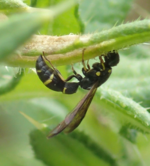 Symmorphus canadensis
