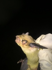 Scotophilus dinganii