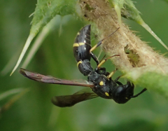 Symmorphus canadensis