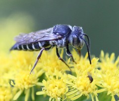 Coelioxys sayi