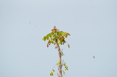 Comocladia macrophylla