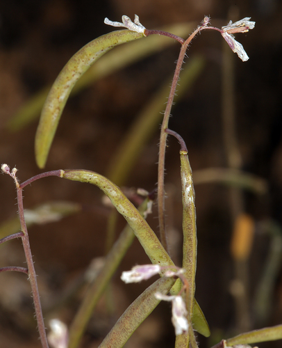 rabbit ear rockcress (Arabis pendulina var. pendulina)