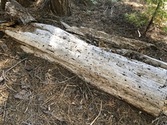Dendroctonus