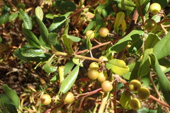 Frangula californica californica