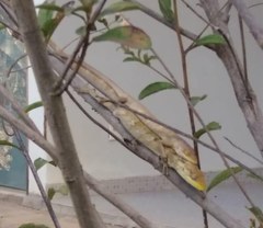 Polychrus acutirostris