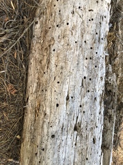 Dendroctonus