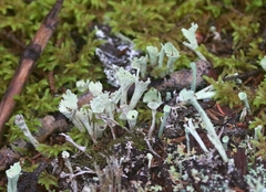 Cladonia carneola