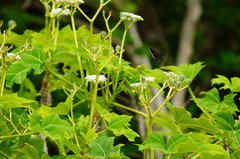 Mysoria affinis