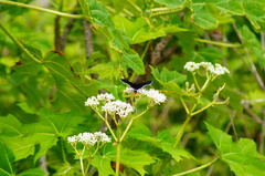 Mysoria affinis