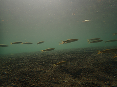 Ptychocheilus grandis