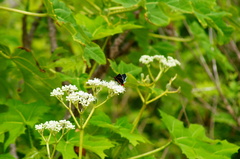 Mysoria affinis