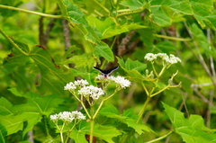 Mysoria affinis