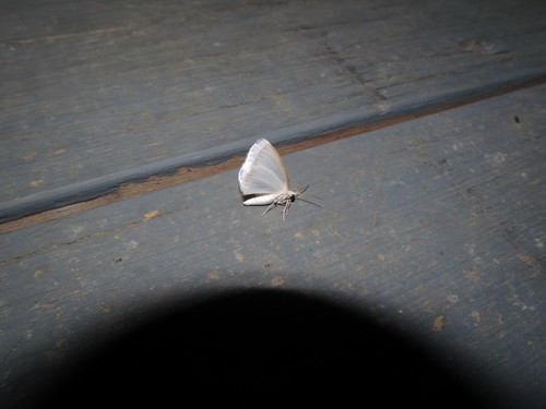 White Spring Moth photo 5