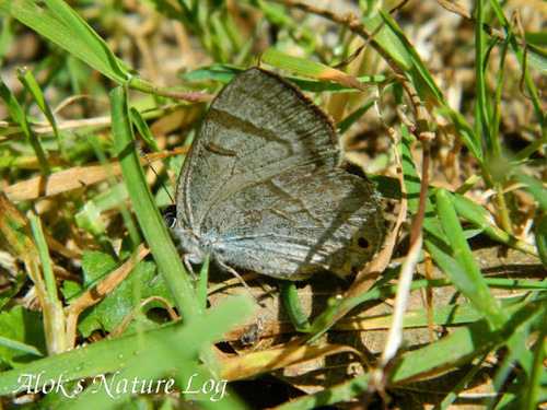 fawn hairstreak