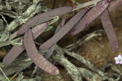 Boechera glaucovalvula