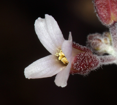 Boechera glaucovalvula