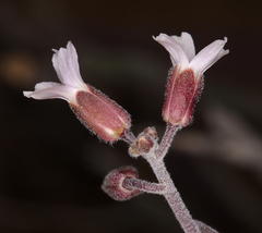 Boechera glaucovalvula