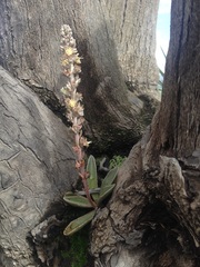 Thompsonella minutiflora