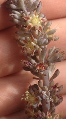 Thompsonella minutiflora