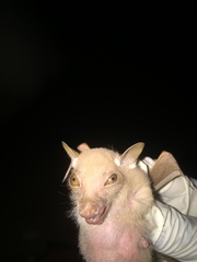 Epomophorus pusillus