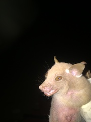 Epomophorus pusillus