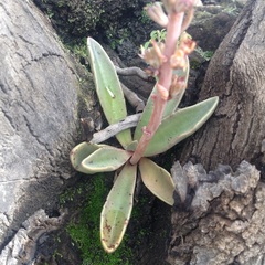 Thompsonella minutiflora
