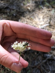 Stenostrophia tribalteata