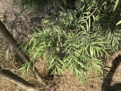 Afrocarpus gracilior