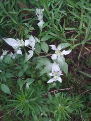 Pycnanthemum albescens
