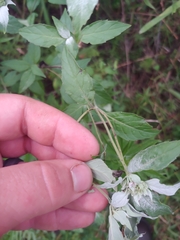 Pycnanthemum albescens