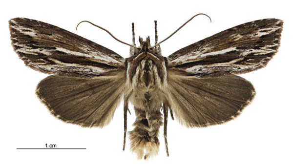 Chocolate Swamp Wainscot