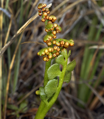 Botrychium crenulatum