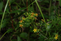 Hypericum fasciculatum