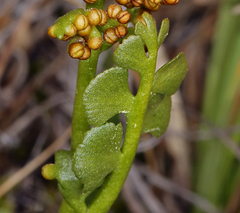 Botrychium crenulatum
