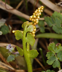 Botrychium crenulatum