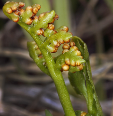 Botrychium crenulatum
