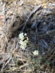 Stenostrophia coquilletti