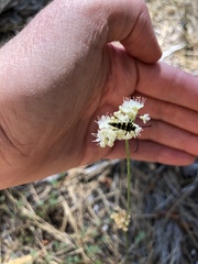 Stenostrophia coquilletti