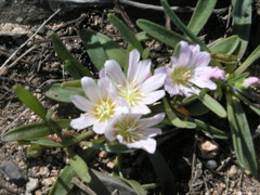 Lewisia brachycalyx