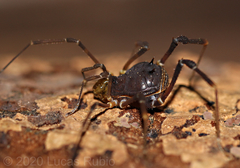 Discocyrtus testudineus