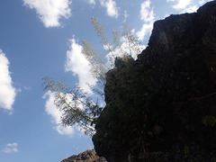 Scrophularia desertorum