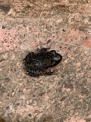 Eleutherodactylus verrucipes