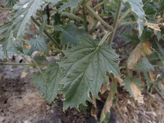 Scrophularia desertorum