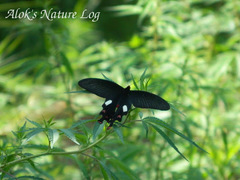 Byasa polyeuctes