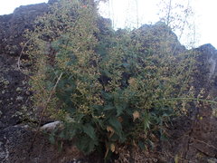 Scrophularia desertorum