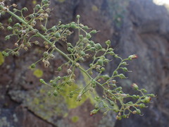 Scrophularia desertorum