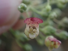 Scrophularia desertorum