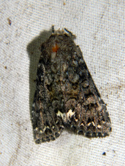 Melanchra pulverulenta