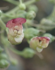 Scrophularia desertorum