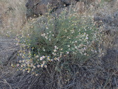 Erigeron filifolius